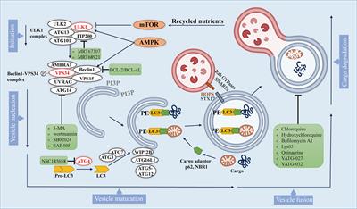 Recent Advances of Autophagy in Non-Small Cell Lung Cancer: From Basic Mechanisms to Clinical Application